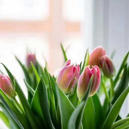 Native Starowislna 43 Apartamento *